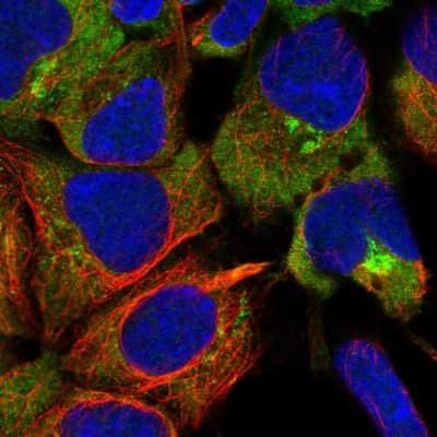 Immunocytochemistry/ Immunofluorescence: UNC45A Antibody [NBP2-13506]