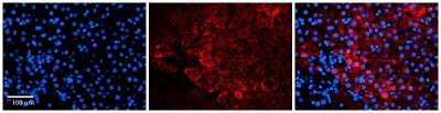 Immunohistochemistry: UNC45A Antibody [NBP1-54882]