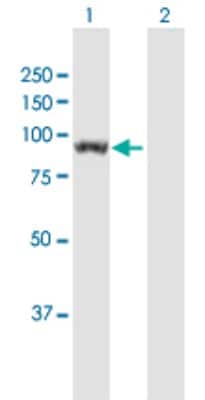 Western Blot: UNC45B Antibody [H00146862-B01P]
