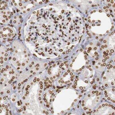 Immunohistochemistry-Paraffin: UNC84B Antibody [NBP2-62573]