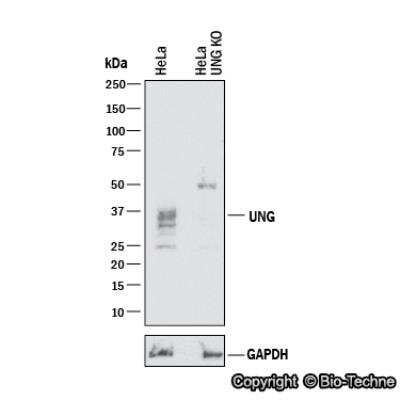 Knockdown Validated: UNG Antibody [NBP1-49985]