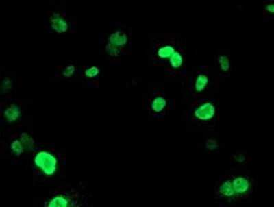 Immunocytochemistry/ Immunofluorescence: UNG Antibody (OTI1A11) - Azide and BSA Free [NBP2-74785]
