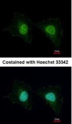 Immunocytochemistry/ Immunofluorescence: UNKL Antibody [NBP2-15156]
