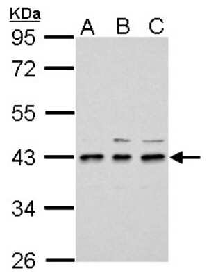 Western Blot: UPP2 Antibody [NBP2-20814]