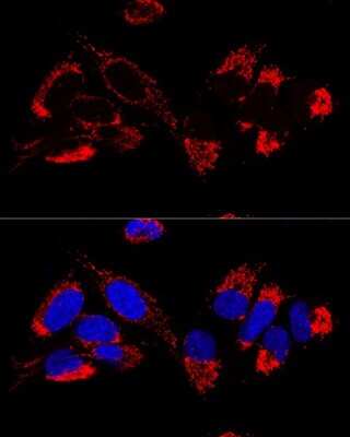 Immunocytochemistry/ Immunofluorescence: UQCR10 Antibody - BSA Free [NBP2-93778]