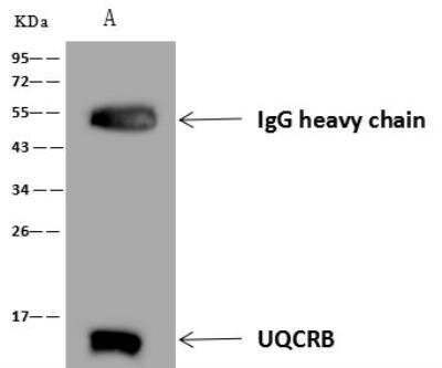 Immunoprecipitation: UQCRB Antibody [NBP3-12711]