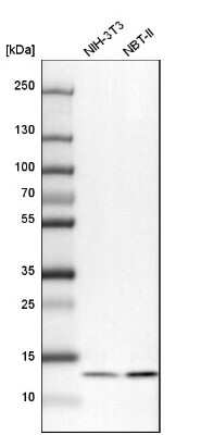 Western Blot: UQCRB Antibody [NBP1-80860]
