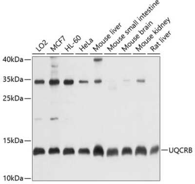 Western Blot: UQCRB AntibodyBSA Free [NBP2-93224]