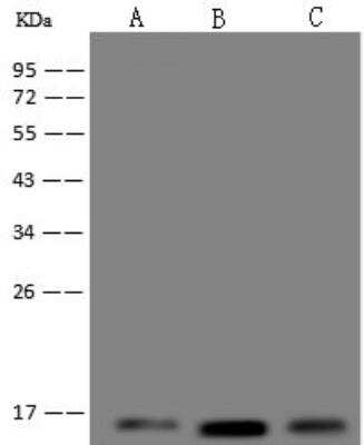 Western Blot: UQCRB Antibody [NBP3-12711]