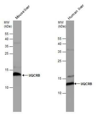 Western Blot: UQCRB Antibody [NBP3-12970]