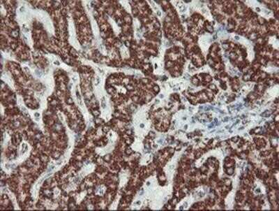 Immunohistochemistry: UQCRC1 Antibody (OTI1G6) - Azide and BSA Free [NBP2-74796]