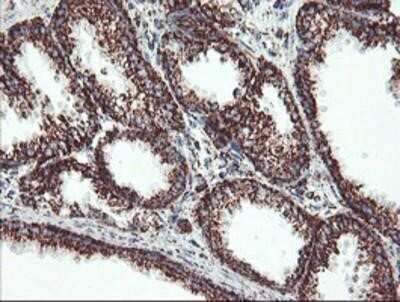 Immunohistochemistry: UQCRC1 Antibody (OTI1G6) - Azide and BSA Free [NBP2-74796]