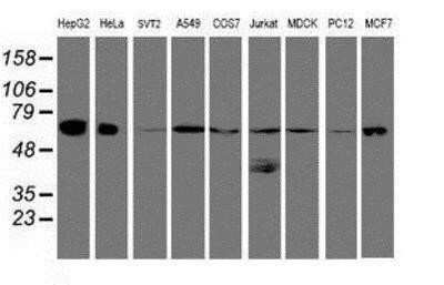 Western Blot: UQCRC1 Antibody (OTI1G6)Azide and BSA Free [NBP2-74796]