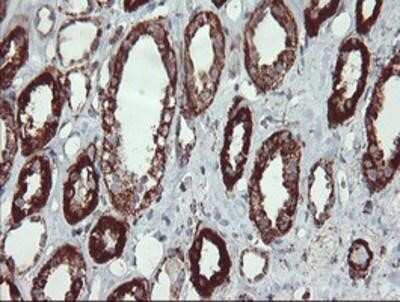 Immunohistochemistry-Paraffin: UQCRC1 Antibody (OTI1G6) [NBP2-03825]