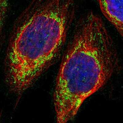 Immunocytochemistry/ Immunofluorescence: UQCRC2 Antibody [NBP1-80861]