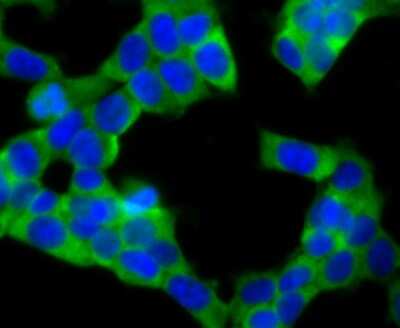 Immunocytochemistry/ Immunofluorescence: UQCRFS1 Antibody (JG62-31) [NBP2-75697]