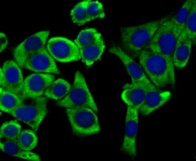 Immunocytochemistry/ Immunofluorescence: UQCRFS1 Antibody (JG62-31) [NBP2-75697]