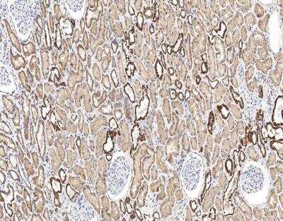 Immunohistochemistry-Paraffin: UQCRH Antibody [NBP3-12568]
