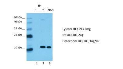 Immunoprecipitation: UQCRQ Antibody [NBP2-86043]