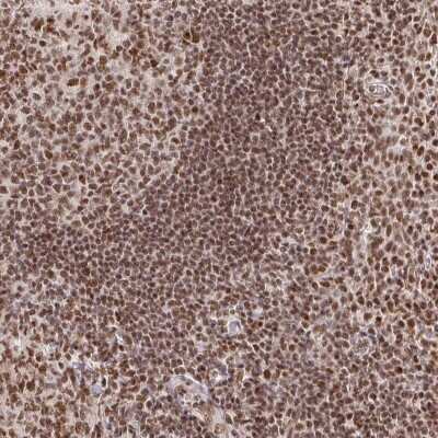 Immunohistochemistry-Paraffin: USF1 Antibody [NBP2-38290]