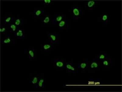 Immunocytochemistry/ Immunofluorescence: USF2 Antibody (5E9) [H00007392-M01]