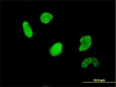 Immunocytochemistry/ Immunofluorescence: USF2 Antibody (5F2) [H00007392-M02]
