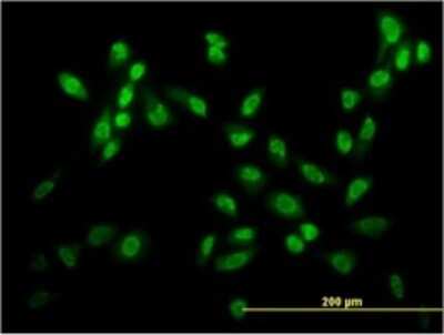 Immunocytochemistry/ Immunofluorescence: USF2 Antibody (6A9) [H00007392-M03]