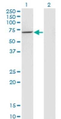 Western Blot: USH1C Antibody (2B3) [H00010083-M07]