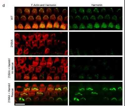 Immunohistochemistry: USH1C Antibody [NBP1-89189]