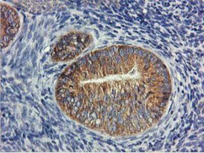 Immunohistochemistry-Paraffin: USP10 Antibody (OTI2E1) [NBP2-01452]