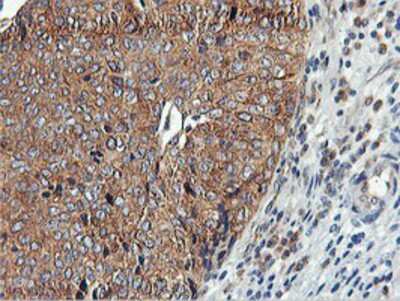 Immunohistochemistry-Paraffin: USP10 Antibody (OTI2E1) [NBP2-01452]