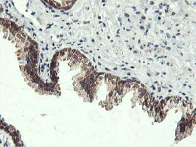 Immunohistochemistry-Paraffin: USP10 Antibody (OTI2E1) [NBP2-01452]