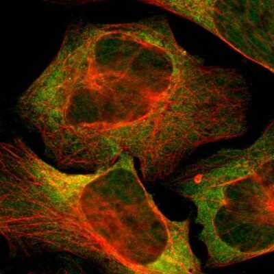 Immunocytochemistry/ Immunofluorescence: USP10 Antibody [NBP1-83029]