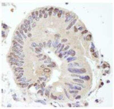 Immunohistochemistry-Paraffin: USP10 Antibody [NB110-40545]