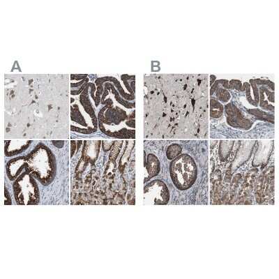 Immunohistochemistry-Paraffin: USP10 Antibody [NBP1-83028]