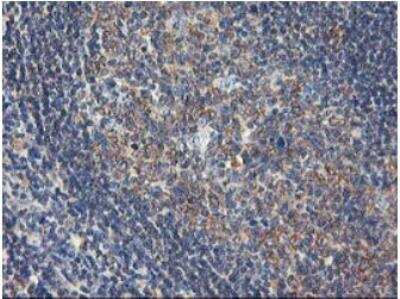 Immunohistochemistry-Paraffin: USP10 Antibody (OTI2E1) [NBP2-01452]