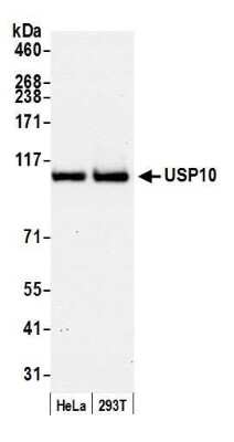 Western Blot: USP10 Antibody [NB110-40545]