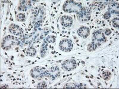 Immunohistochemistry-Paraffin: USP13 Antibody (OTI4G11) [NBP1-48047]