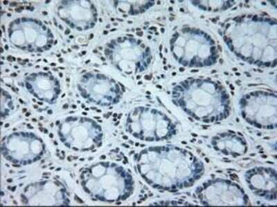 Immunohistochemistry-Paraffin: USP13 Antibody (OTI4G11) [NBP1-48047]