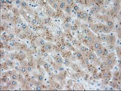 Immunohistochemistry-Paraffin: USP13 Antibody (OTI4G11) [NBP1-48047]
