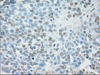 Immunohistochemistry-Paraffin: USP13 Antibody (OTI4G11) [NBP1-48047]