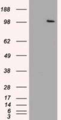 Western Blot: USP13 Antibody (OTI4G11) [NBP1-48047]