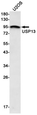 Western Blot: USP13 Antibody (S08-8D3) [NBP3-19798]