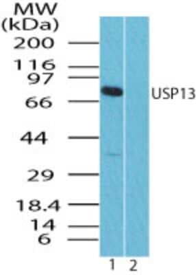 Western Blot: USP13 Antibody [NBP2-24575]