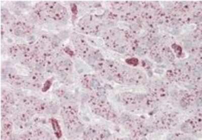 Immunohistochemistry-Paraffin: USP15 Antibody [NB100-1255]