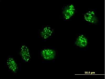 Immunocytochemistry/ Immunofluorescence: USP16 Antibody [H00010600-B01P]