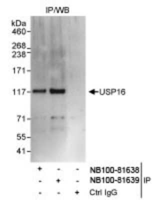 Western Blot: USP16 Antibody [NB100-81638]