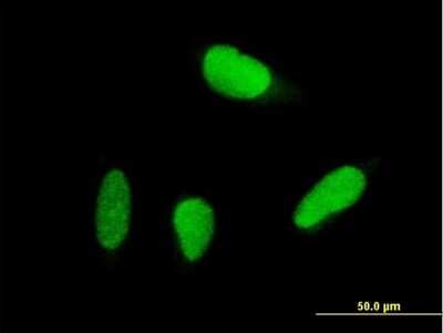 Immunocytochemistry/ Immunofluorescence: USP18 Antibody [H00011274-B02P]