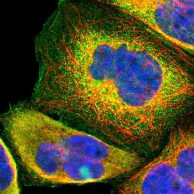 Immunocytochemistry/ Immunofluorescence: USP2 Antibody [NBP1-86883]