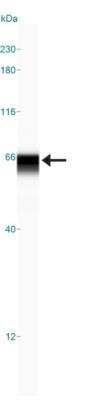 Simple Western: USP22 AntibodyBSA Free [NBP1-49644]